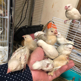 手乗り文鳥、インコの雛、小動物の販売