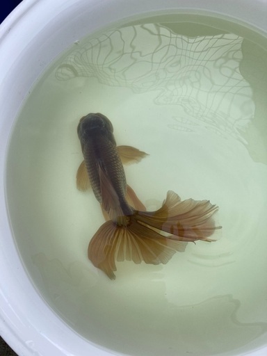 金魚（ジャンボオランダ）を譲ります