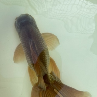 金魚（ジャンボオランダ）を譲ります | clinicaversalles.com.pe