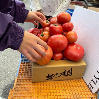 トマトの詰め放題  大玉トマトになります。平日価格  1800円‼️