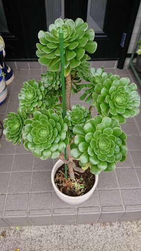 サンシモン