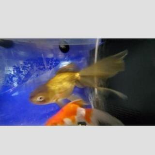 愛知県の中古金魚すくいが無料 格安で買える ジモティー 愛知県の中古金魚すくいが無料 格安で買える ジモティー