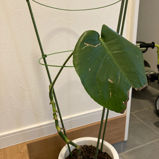 観葉植物　モンステラ