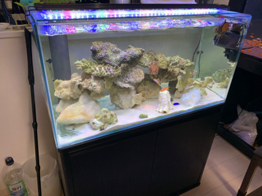 水槽　海水魚