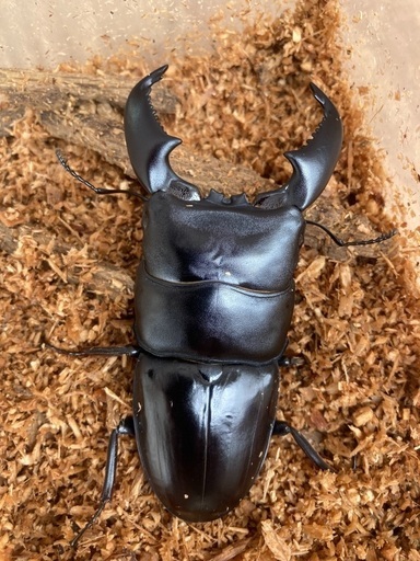 スマトラオオヒラタクワガタ♂♀大型ペア pechinecas.gob.pe