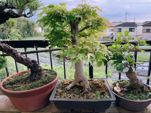 紅葉