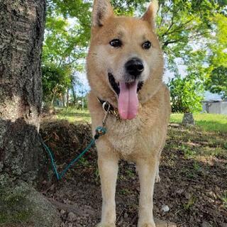 おとなしめの可愛い柴犬風の犬