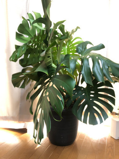 お取引中　大きな観葉植物（モンステラ）お譲りします