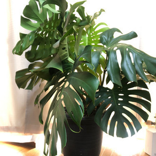 品質検査済 お取引中 大きな観葉植物（モンステラ）お譲りします その他