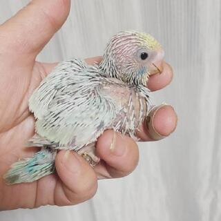 パステルレインボーのセキセイインコ