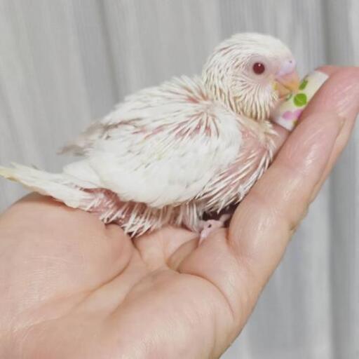 純白赤目の アルビノセキセイインコちゃん いちごま 森林公園のペットの無料広告 無料掲載の掲示板 ジモティー