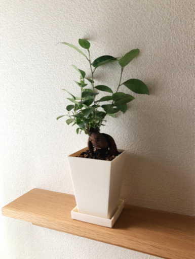 観葉植物　ガジュマル⑤　37cm　3号鉢と受け皿付き