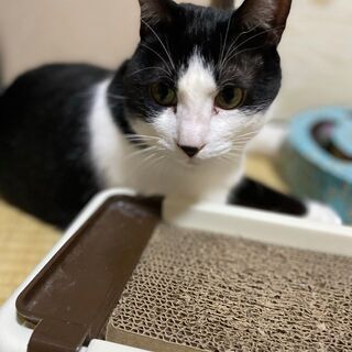 保護猫メロンの里親を探しています。先住猫との相性が悪く私の部屋か...