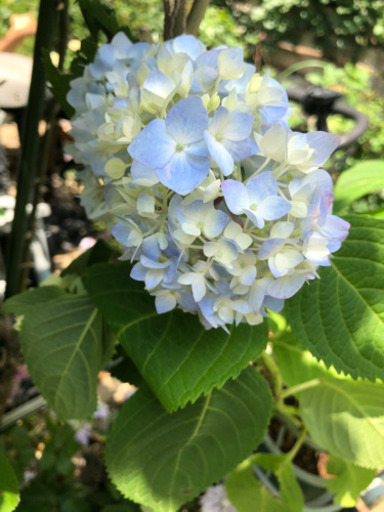 紫陽花　霧島の恵＆カステリン