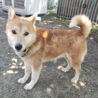 おとなしめの可愛い柴犬風の犬 まゆさん 阿波川島の犬の里親募集 ジモティー