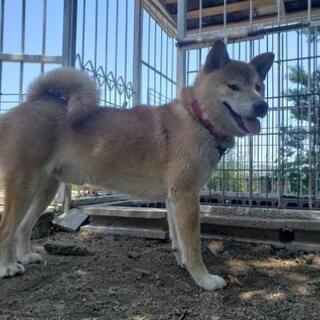 柴犬風の可愛い犬 − 徳島県