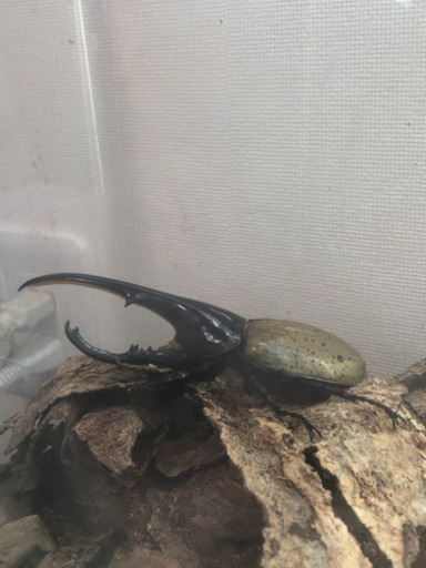 ヘラクレスオオカブトムシ　サタン　ギラファ等