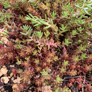 多肉植物　赤く紅葉するセダム　増える！