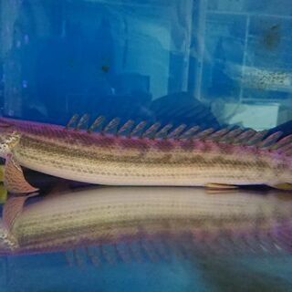 ビキールビキール カミハタブリード 引き取り限定