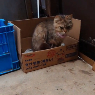 追加写真あり！！里親募集！！ - 猫