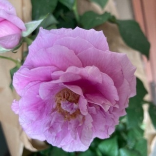 薔薇苗　紫　大輪　オデゥールダムール