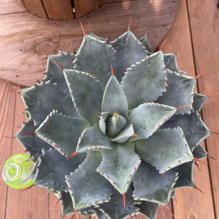 アガベ　雷神　超美形大株！！！