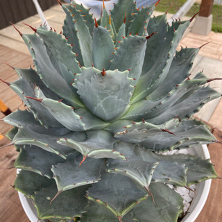 アガベ　雷神　超美形大株！！！