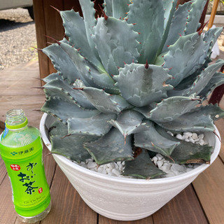 管277☆バーズアイメープル☆ミエミラー☆ドレッサー☆3面鏡 管277☆