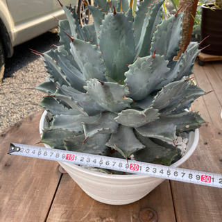 アガベ　雷神　超美形大株！！！