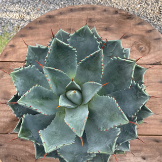 アガベ　雷神　超美形大株！！！