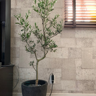 観葉植物 オリーブ 6号鉢くらい 鉢カバー付