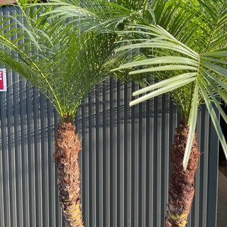 フェニックスロベレニー 引き取り限定 大人気フェニックスロベレニーの