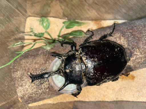 外国産カブトムシオス単品