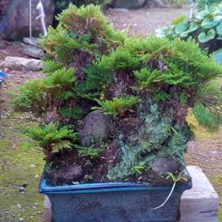 イワヒバ　（岩松）