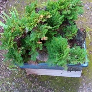 イワヒバ　（岩松）