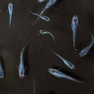 メダカ（サファイア背鰭なし幼魚）無選別10匹