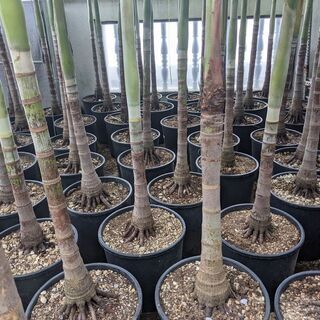 マニラヤシ 2m超え～小さいサイズまで販売中