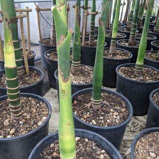 マニラヤシ 2m超え-③