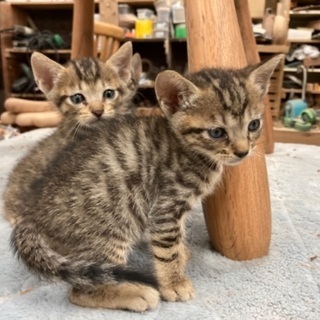 かわいいキジトラ子猫と母猫　ふわふわコロコロ　 - 島尻郡
