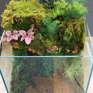 カエル・メダカ飼育にオススメ！！コケリウム・テラリウム完成品 A