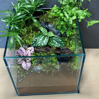 メダカ飼育にオススメ！！コケリウム・テラリウム完成品 B
