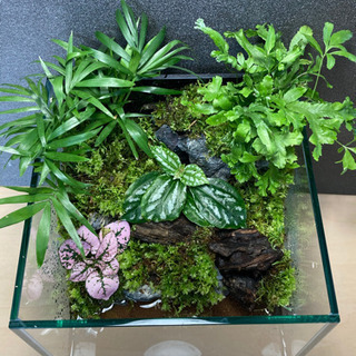メダカ飼育にオススメ！！コケリウム・テラリウム完成品　B