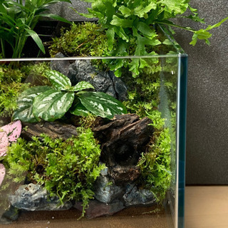 メダカ飼育にオススメ！！コケリウム・テラリウム完成品　B