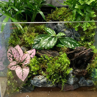 メダカ飼育にオススメ！！コケリウム・テラリウム完成品　B