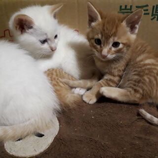 子猫の里親募集※たくさんのご連絡ありがとうございました※