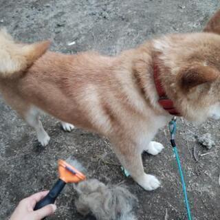 柴犬風の可愛い犬 - 里親募集