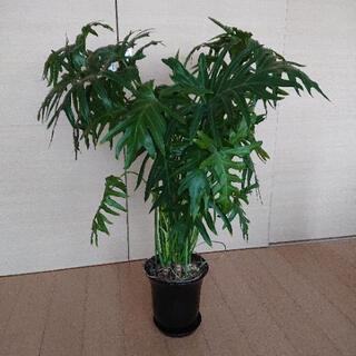 お譲りするかたが決まりました。【観葉植物】フィロデンドロン セロ...