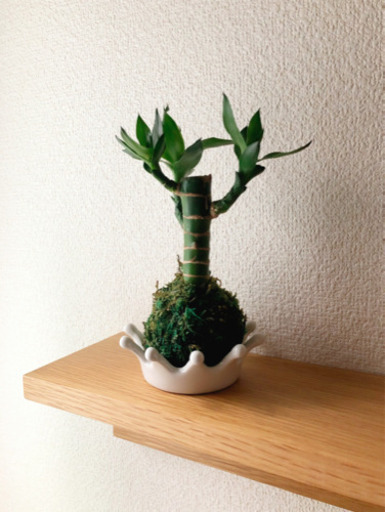 観葉植物　キングバンブー　苔玉仕様①　20cm　ナチュラルキッチンのおしゃれな受け皿付き