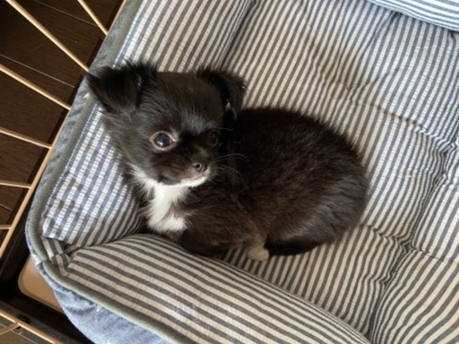 生後2ヶ月のチワワの女の子です つむ 新居浜のチワワの里親募集 ジモティー