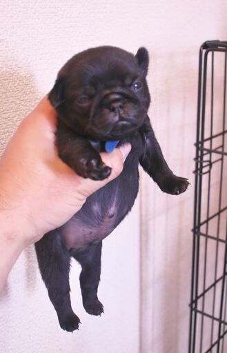 血統優秀 コンパクトな黒パグの男の子の紹介です ブリーダー 大分のペットの無料広告 無料掲載の掲示板 ジモティー 血統優秀 コンパクトな黒パグの男の子の紹介です ブリーダー 大分のペットの無料広告 無料掲載の掲示板 ジモティー